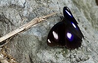 Hypolimnas Bolina