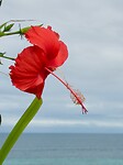 Hibiscus