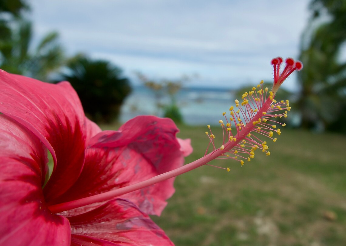 Hibiscus