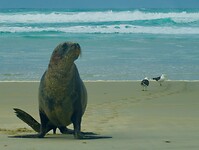 Nog nooit zo ver van huis (Otago Peninsula)
