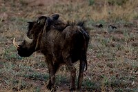 Mabula