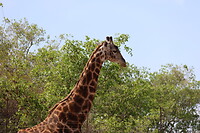 Mabula