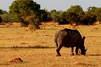 Mabula