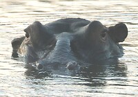 Mabula
