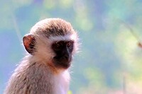 Groene Meerkat