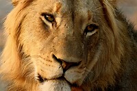 Karongwe