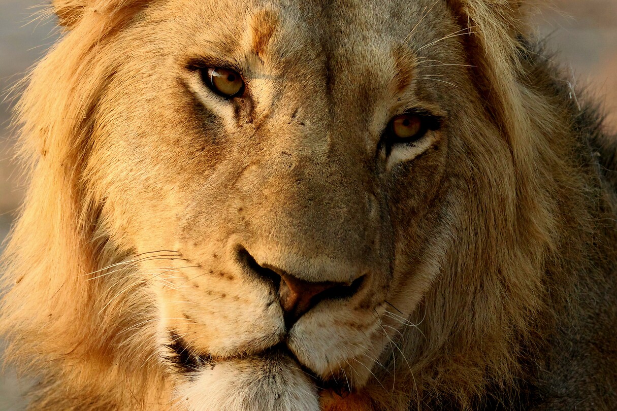 Karongwe
