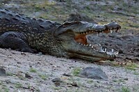 Krokodil
