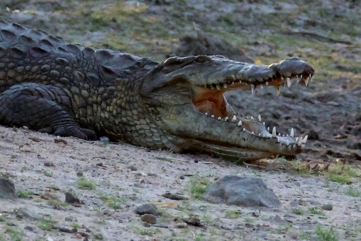Krokodil