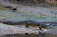 Krokodil