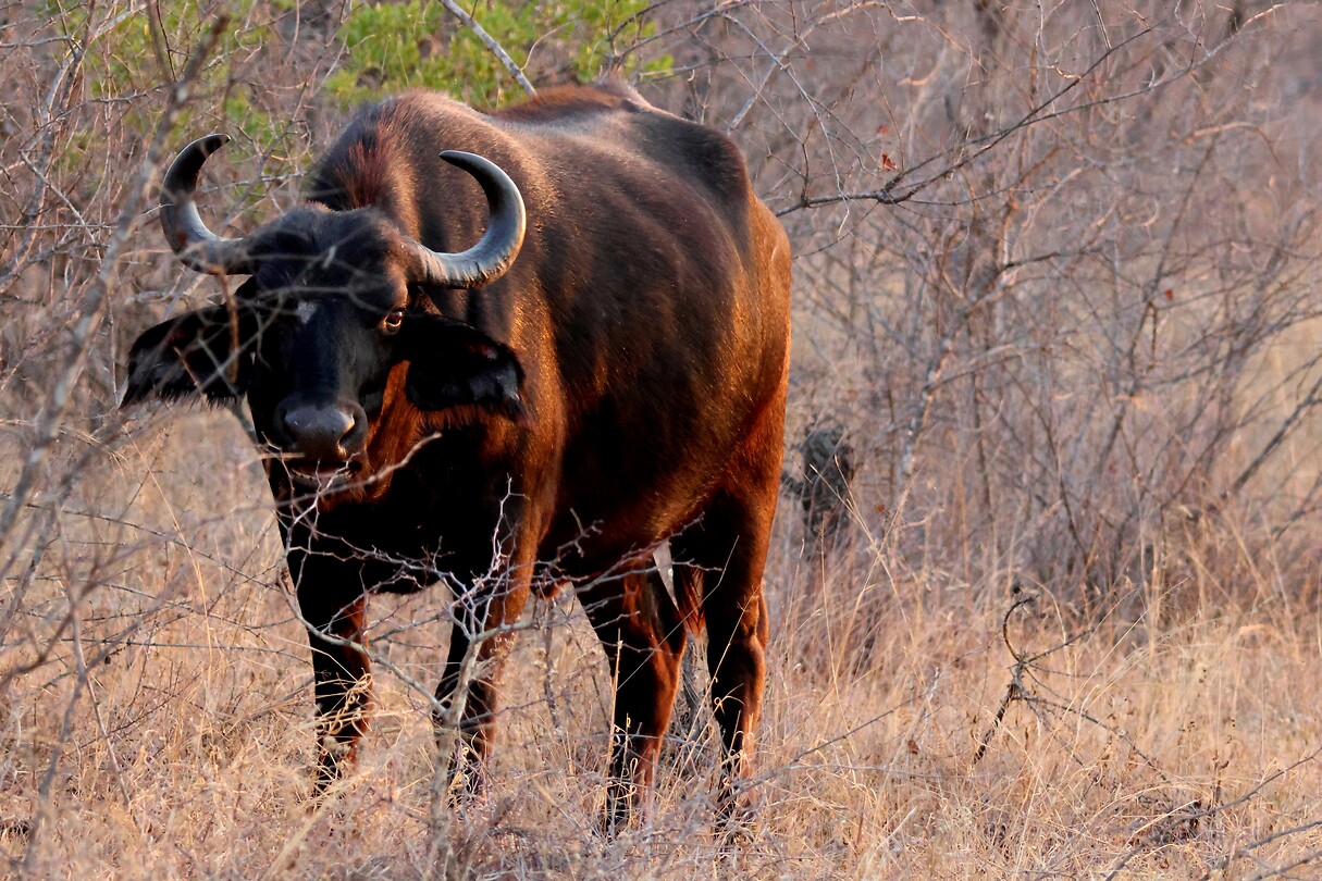 Buffel