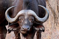 Buffel