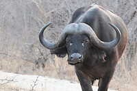 Buffel