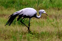 Stanleys Kraanvogel (Blauwe kraanvogel)