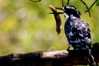 Bonte ijsvogel