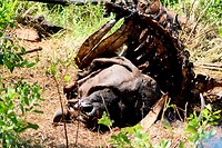 Hluhluwe Imfolozi National Park: karkas van buffel