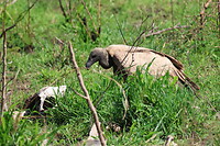 Hluhluwe Imfolozi National Park: witruggier