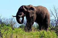 Hluhluwe Imfolozi National Park