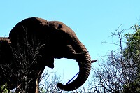 Hluhluwe Imfolozi National Park