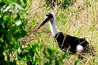Hluhluwe Imfolozi National Park: wolnekooievaar