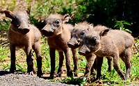 Hluhluwe Imfolozi National Park