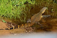 Hluhluwe Imfolozi National Park: nijlvaraan