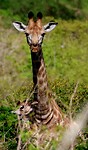 Hluhluwe Imfolozi National Park