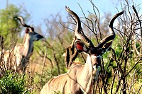 Hluhluwe Imfolozi National Park: Nyala