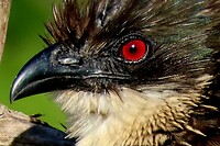 Hluhluwe Imfolozi National Park: gewone vleiloerie