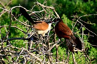 Hluhluwe Imfolozi National Park: gewone vleiloerie