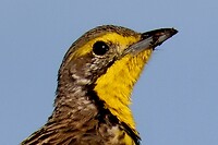Hluhluwe Imfolozi National Park: geelkeelweidespreeuw