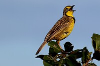 Hluhluwe Imfolozi National Park: geelkeelweidespreeuw