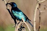 Hluhluwe Imfolozi National Park: kaapse glansspreeuw