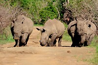 Hluhluwe Imfolozi National Park