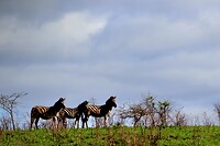 Hluhluwe Imfolozi National Park