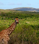 Hluhluwe Imfolozi National Park