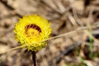 Strobloem
