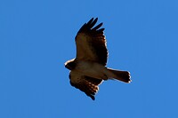 Arendbuizerd