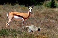 Gazelle