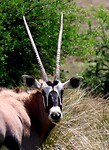 Oryx (gemsbok)