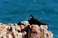 Knysna Heads
