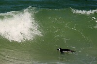 Boulder Beach