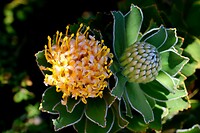 Proteas