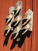 Fjäderholmarna