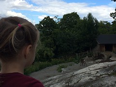 rendieren op Skansen