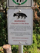 Coyotes komen hier voor, ook midden in de stad