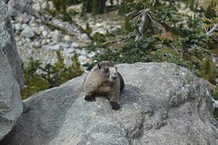 De hoaring marmot, oftewel whistler
