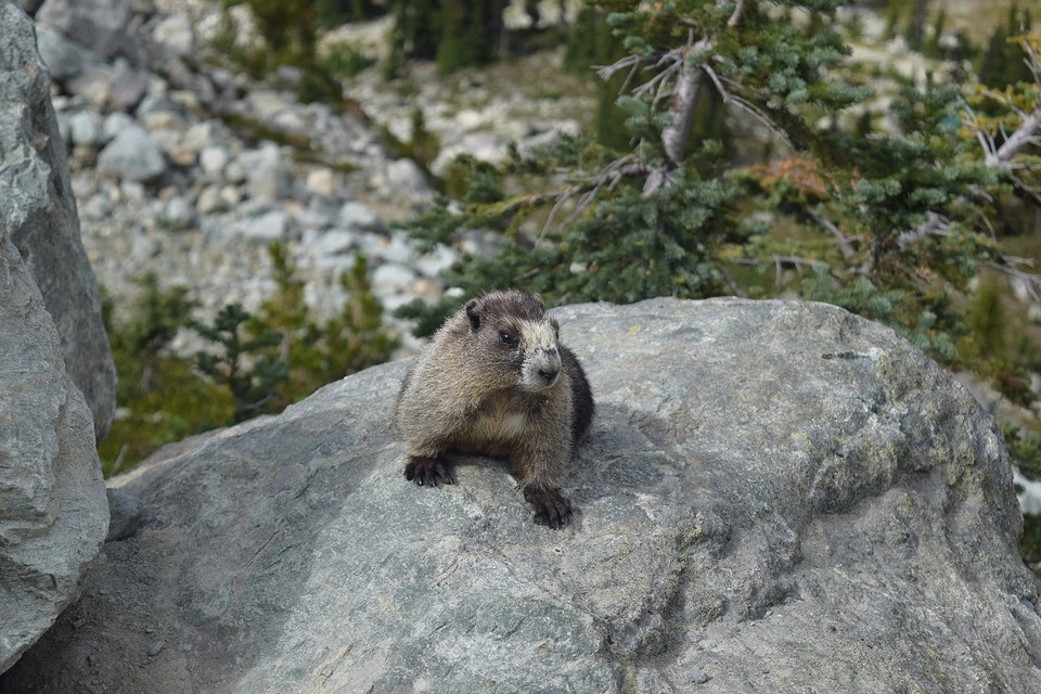 De hoaring marmot, oftewel whistler