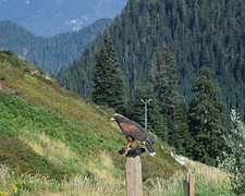 roofvogelshow