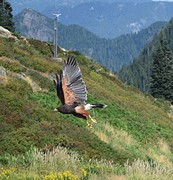 roofvogelshow